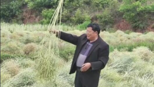 龍潤(rùn)豐（中文）
