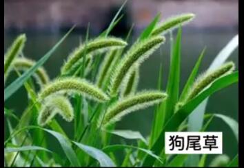 龍潤(rùn)豐（中文）