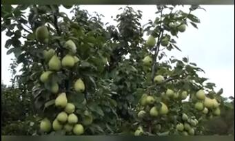 龍潤豐（中文）
