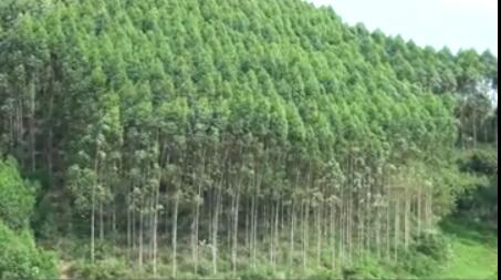 龍潤豐（中文）